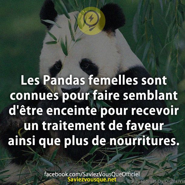 Les Pandas femelles sont connues pour faire semblant d&#039;être enceinte pour recevoir un traitement de faveur ainsi que plus de nourritures.