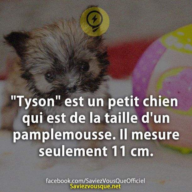 &quot;Tyson&quot; est un petit chien qui est de la taille d&#039;un pamplemousse. Il mesure seulement 11 cm.