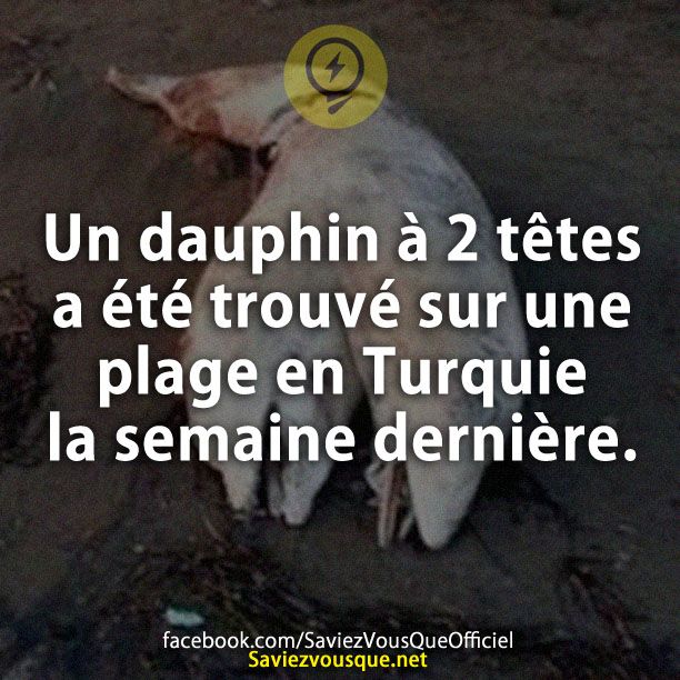 Un dauphin à 2 têtes a été trouvé sur une plage en Turquie la semaine dernière.