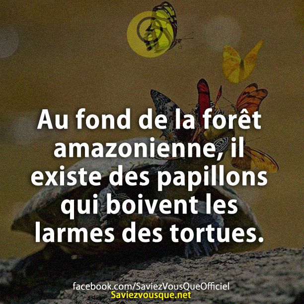 Au fond de la forêt amazonienne, il existe des papillons qui boivent les larmes des tortues.