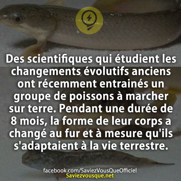 Des scientifiques qui étudient les changements évolutifs anciens ont récemment entrainés un groupe de poissons à marcher sur terre. pendant une durée de 8 mois, la forme de leur corps a changé au fur et à mesure qu&#039;ils s&#039;adaptaient à la vie terrestre.