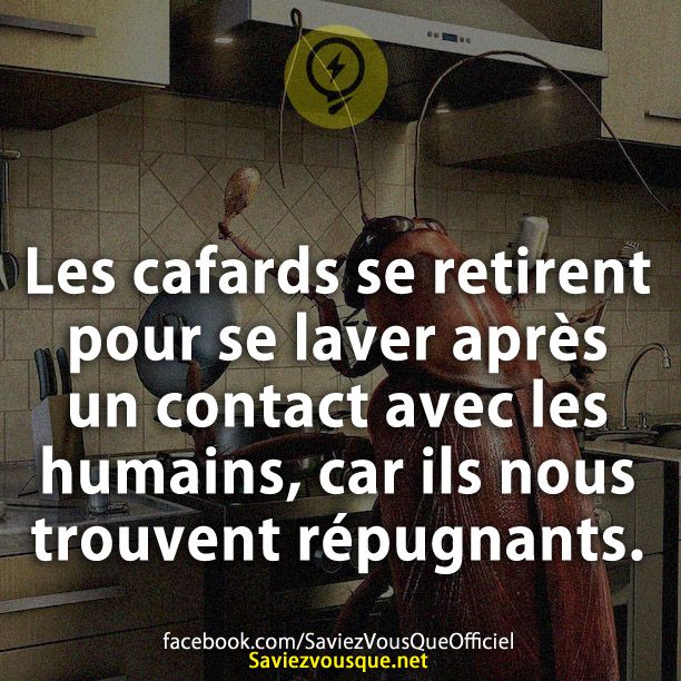 Les cafards se retirent pour se laver après un contact avec les humains, car ils nous trouvent répugnants.
