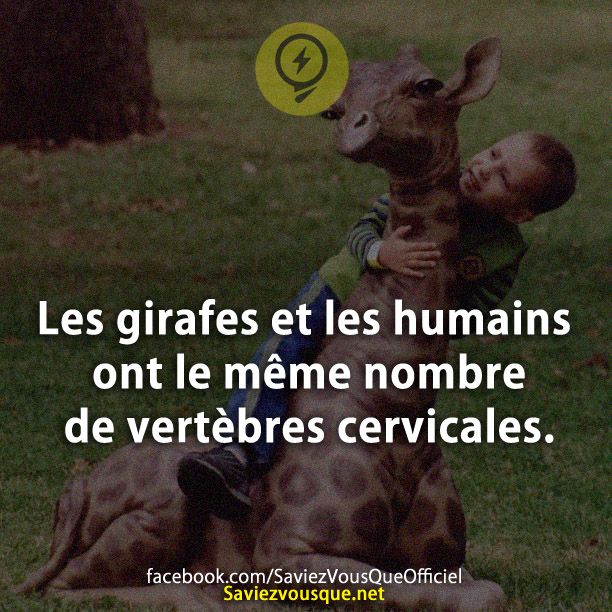 Les girafes et les humains ont le même nombre de vertèbres cervicales.