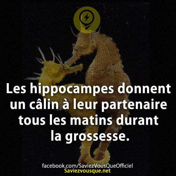 Les hippocampes donnent un câlin à leur partenaire tous les matins durant la grossesse.