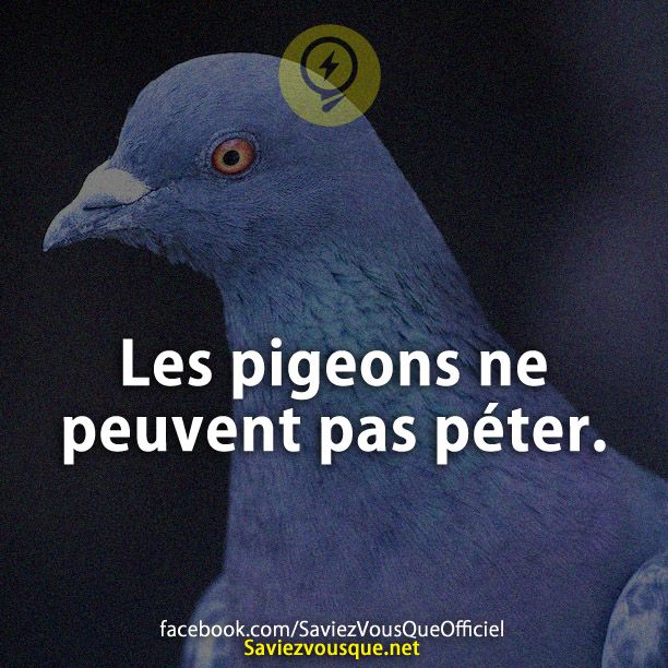 Les pigeons ne peuvent pas péter.