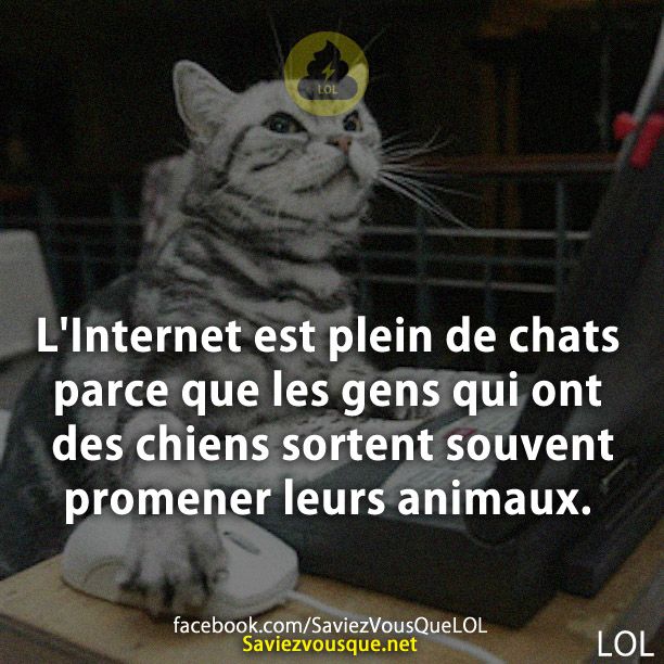 L&#039;Internet est plein de chats parce que les gens qui ont des chiens sortent souvent promener leurs animaux.