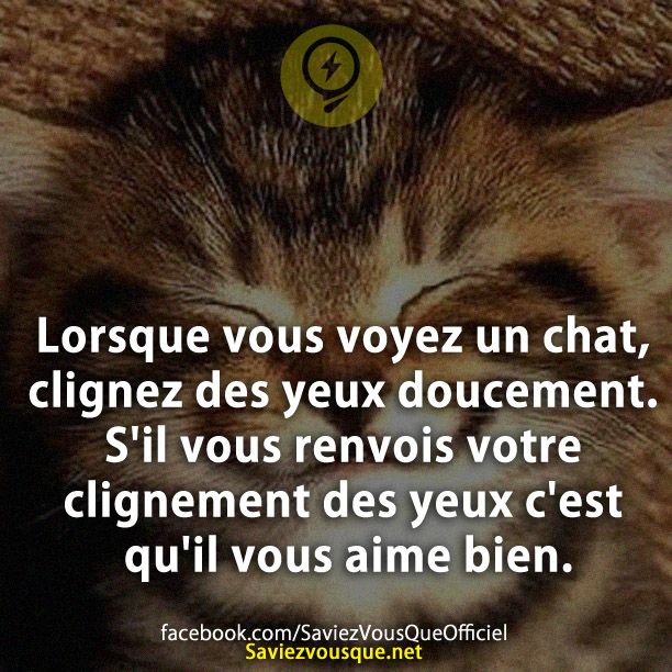 Lorsque vous voyez un chat, clignez des yeux doucement. S&#039;il vous renvois votre clignement des yeux c&#039;est qu&#039;il vous aime bien.