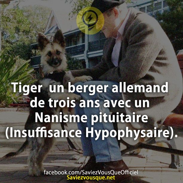 Tiger un berger allemand de trois ans avec un Nanisme pituitaire (Insuffisance Hypophysaire).