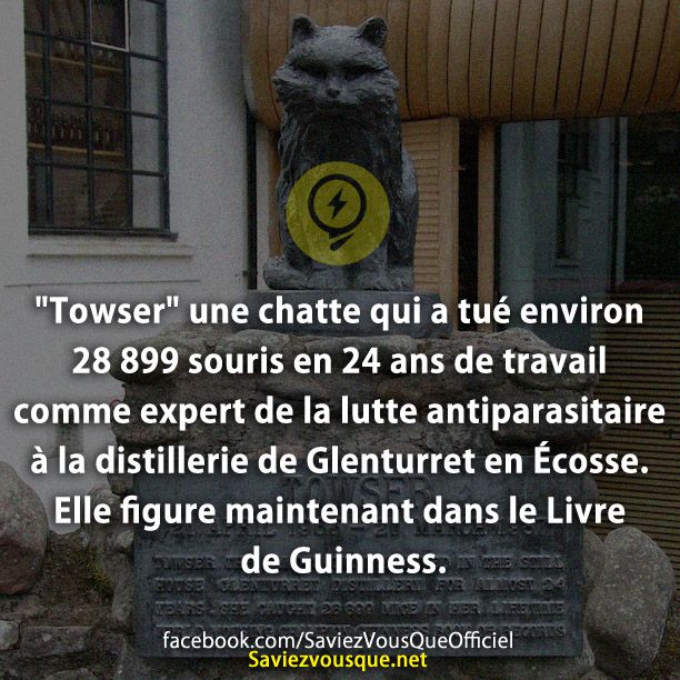 &quot;Towser&quot; une chatte qui a tué environ 28 899 souris en 24 ans de travail comme expert de la lutte antiparasitaire à la distillerie de Glenturret en Écosse. Elle figure maintenant dans le Livre de Guinness.