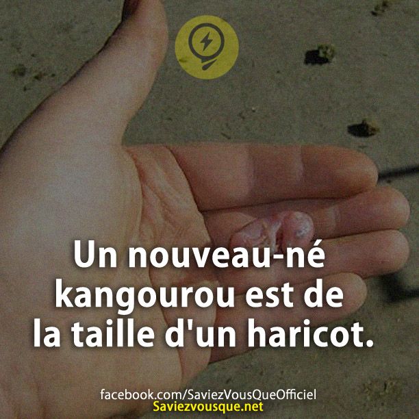 Un nouveau-né kangourou est de la taille d&#039;un haricot.