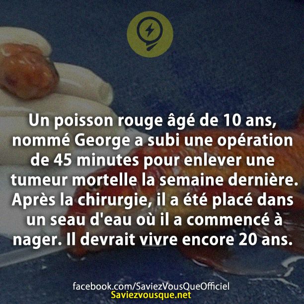 Un poisson rouge âgé de 10 ans, nommé George a subi une opération de 45 minutes pour enlever une tumeur mortelle la semaine dernière. Après la chirurgie, il a été placé dans un seau d&#039;eau où il a commencé à nager. Il devrait vivre encore 20 ans.