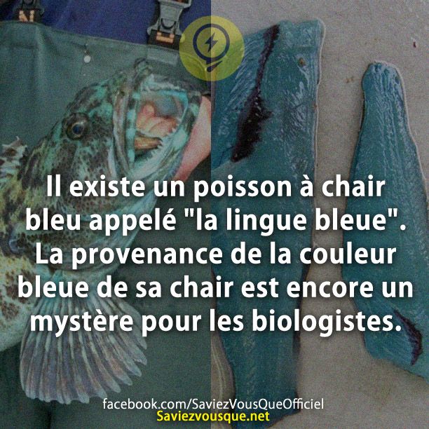 Il existe un poisson à chair bleu appelé &quot;la lingue bleue&quot;. La provenance de la couleur bleue de sa chair est encore un mystère pour les biologistes.