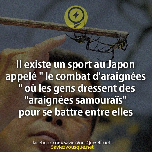 Il existe un sport au Japon appelé &quot; le combat d&#039;araignées &quot; où les gens dressent des &quot;araignées samouraïs&quot; pour se battre entre elles