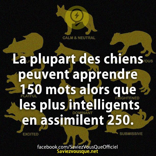 La plupart des chiens peuvent apprendre 150 mots alors que les plus intelligents en assimilent 250.