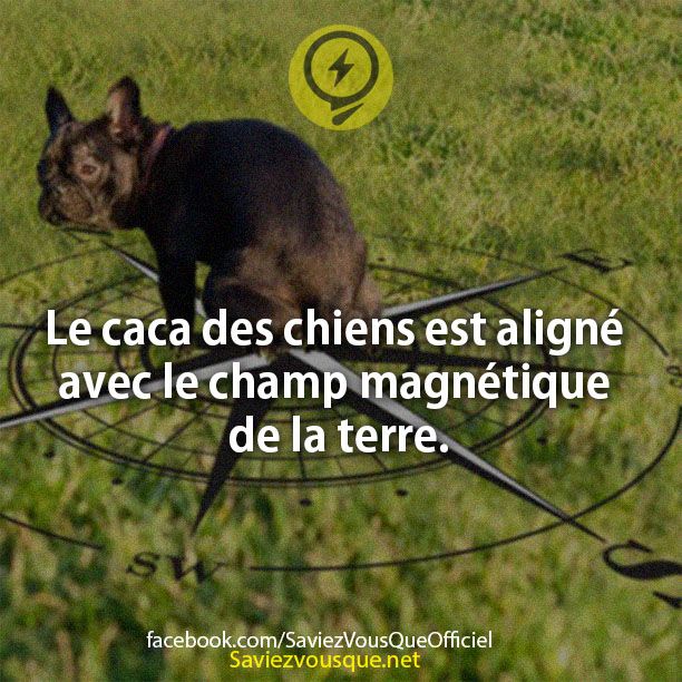 Le caca des chiens est aligné avec le champ magnétique de la terre.