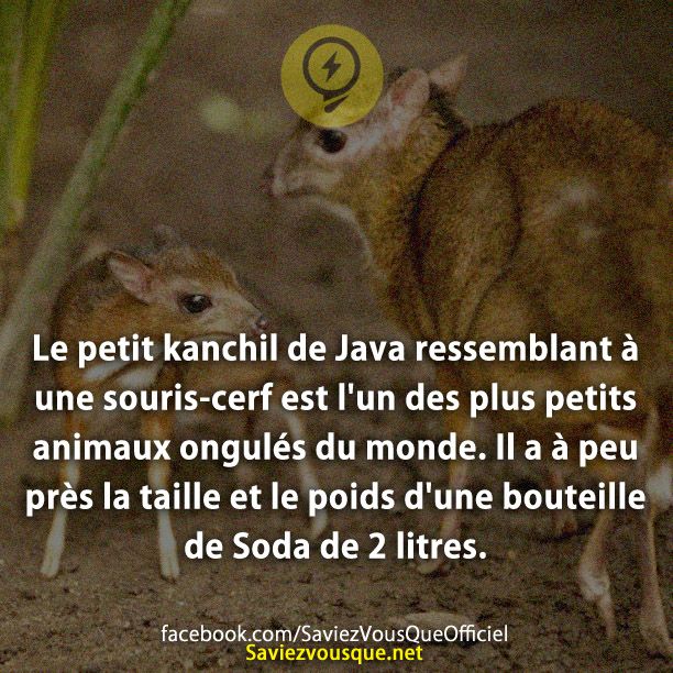 Le petit kanchil de Java ressemblant à une souris-cerf est l&#039;un des plus petits animaux ongulés du monde. Il a à peu près la taille et le poids d&#039;une bouteille de Soda de 2 litres.
