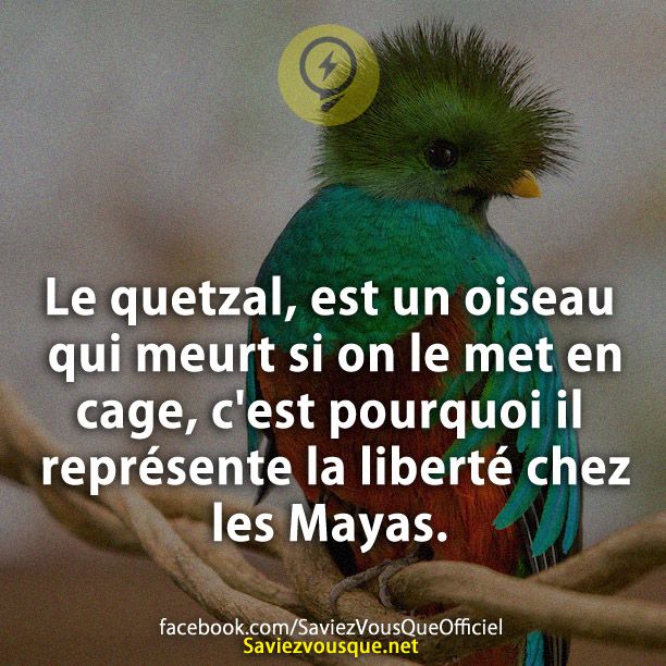 Le quetzal, est un oiseau qui meurt si on le met en cage, c&#039;est pourquoi il représente la liberté chez les Mayas.