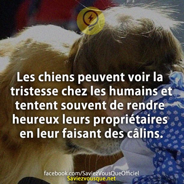 Les chiens peuvent voir la tristesse chez les humains et tentent souvent de rendre heureux leurs propriétaires en leur faisant des câlins.