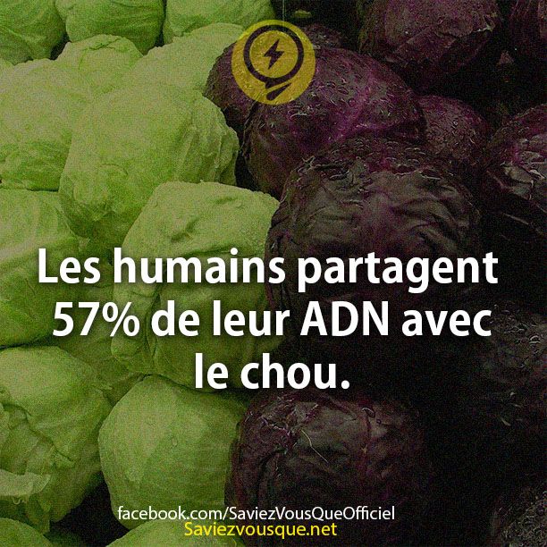 Les humains partagent 57% de leur ADN avec le chou.