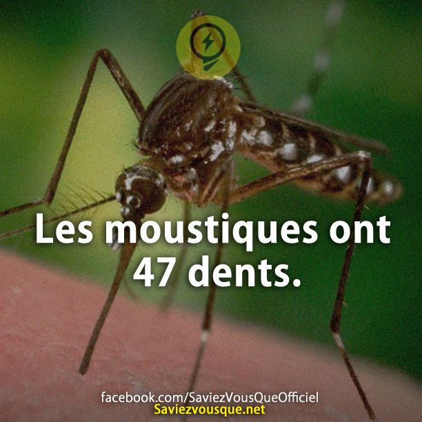 Les moustiques ont 47 dents.