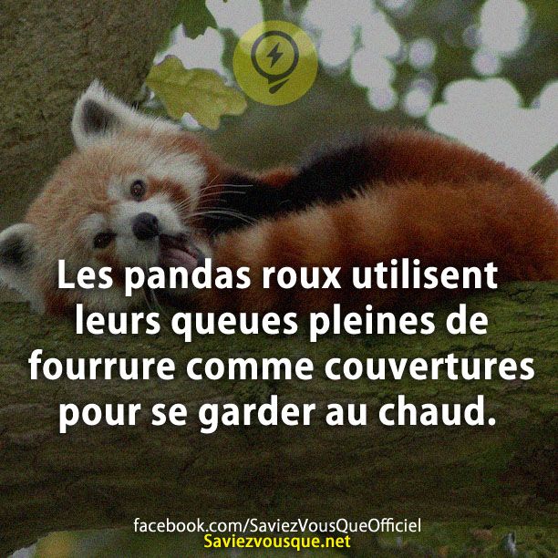 Les pandas roux utilisent leurs queues pleines de fourrure comme couvertures pour se garder au chaud.