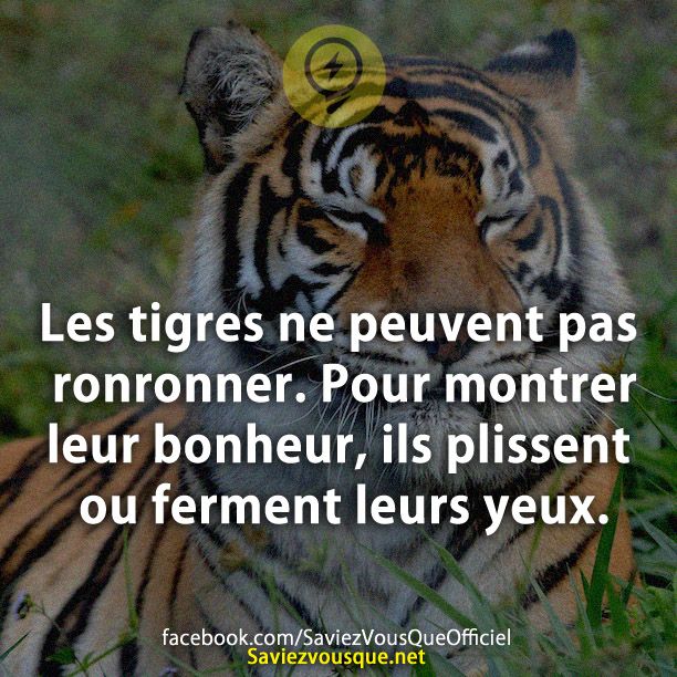 Les tigres ne peuvent pas ronronner. Pour montrer leur bonheur, ils plissent ou ferment leurs yeux.