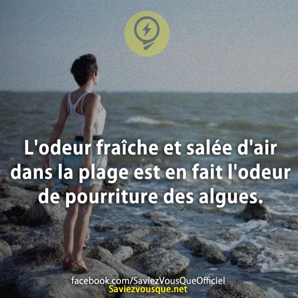 L&#039;odeur fraîche et salée d&#039;air dans la plage est en fait l&#039;odeur de pourriture des algues.