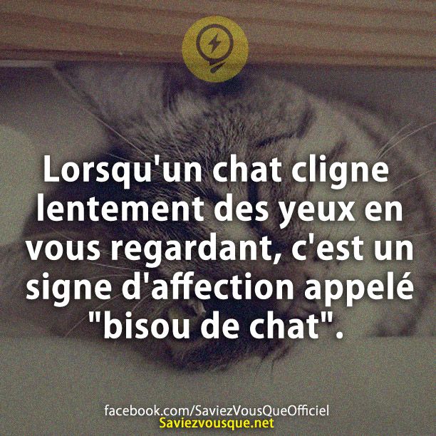Lorsqu&#039;un chat cligne lentement ses yeux en vous regardant, c&#039;est un signe d&#039;affection appelé &quot;bisou de chat&quot;.