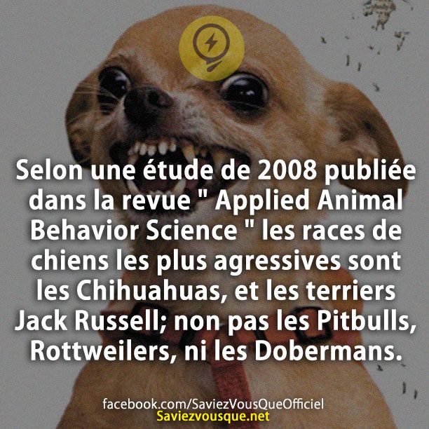 Selon une étude de 2008 publiée dans la revue &quot; Applied Animal Behavior Science &quot; les races de chiens les plus agressives sont les Chihuahuas, et les terriers Jack Russell; non pas les Pitbulls, Rottweilers, ni les Dobermans.