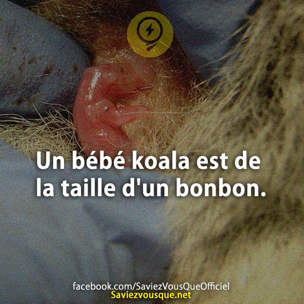 Un bébé koala est de la taille d&#039;un bonbon.