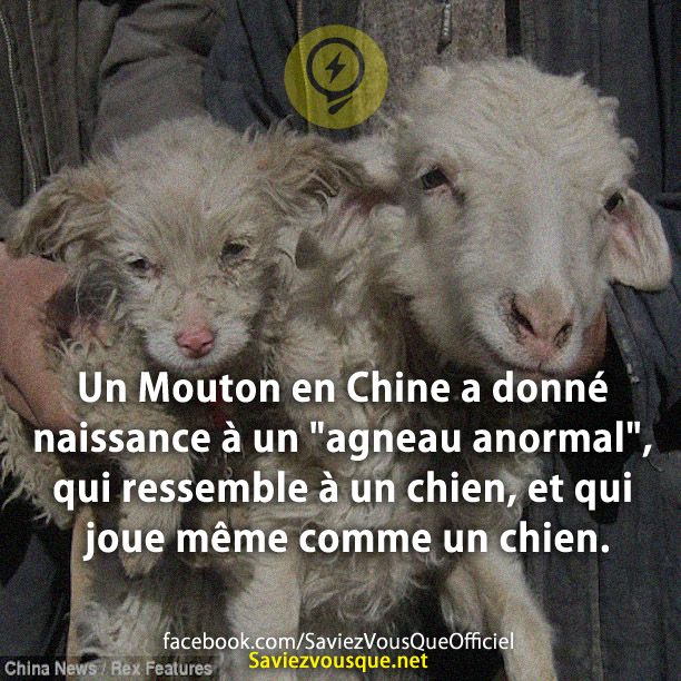 Un Mouton en Chine a donné naissance à un &quot;agneau anormal&quot;, qui ressemble à un chien, et qui joue même comme un chien.