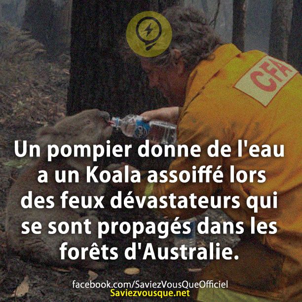 Un pompier donne de l&#039;eau a un Koala assoiffé lors des feux dévastateurs qui se sont propagés dans les forêts d&#039;Australie.