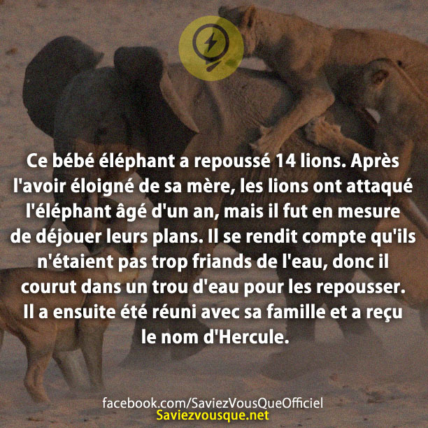 Ce bébé éléphant a repoussé 14 lions. Après l&#039;avoir éloigné de sa mère, les lions ont attaqué l&#039;éléphant âgé d&#039;un an, mais il fut en mesure de déjouer leurs plans. Il se rendit compte qu&#039;ils n&#039;étaient pas trop friands de l&#039;eau, donc il courut dans un trou d&#039;eau pour les repousser. Il a ensuite été réuni avec sa famille et a reçu le nom d&#039;Hercule.