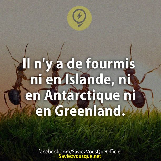 Il n&#039;y a de fourmis ni en Islande, ni en Antarctique ni en Greenland.