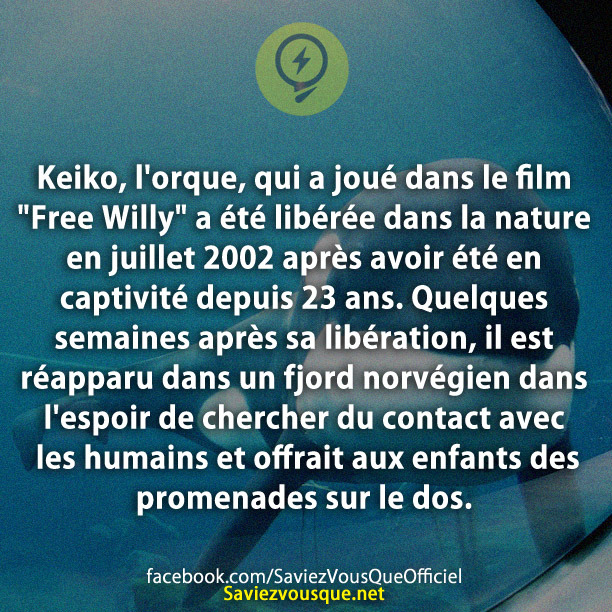 Keiko, l&#039;orque, qui a joué dans le film &quot;Free Willy&quot; a été libérée dans la nature en juillet 2002 après avoir été en captivité depuis 23 ans. Quelques semaines après sa libération, il est réapparu dans un fjord norvégien dans l&#039;espoir de chercher du contact avec les humains et offrait aux enfants des promenades sur le dos.