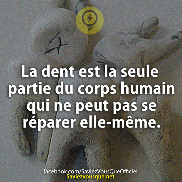 La dent est la seule partie du corps humain qui ne peut pas se réparer elle-même.