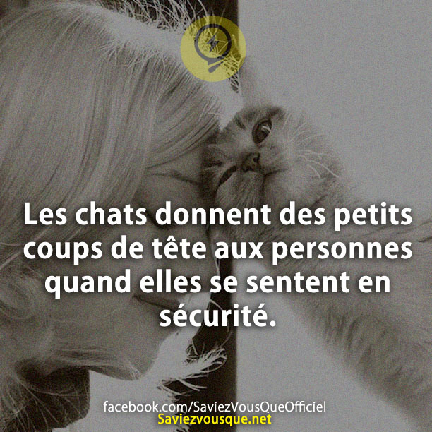 Les chats donnent des petits coups de tête aux personnes quand elles se sentent en sécurité