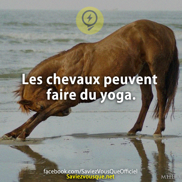 Les chevaux peuvent faire du yoga.