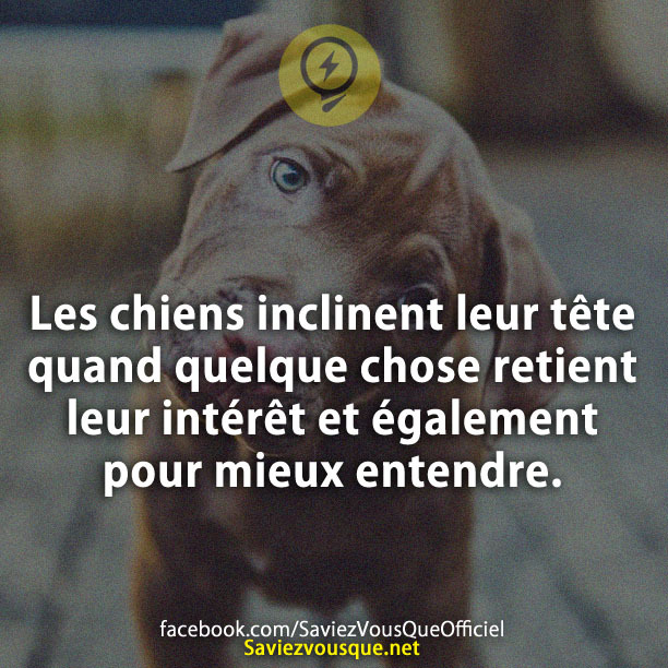 Les chiens inclinent leur tête quand quelque chose retient leur intérêt et également pour mieux entendre.