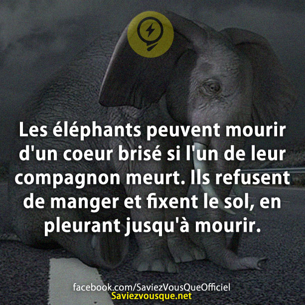 Les éléphants peuvent mourir d&#039;un coeur brisé si l&#039;un de leur compagnon meurt. Ils refusent de manger et fixent le sol, en pleurant jusqu&#039;à mourir.