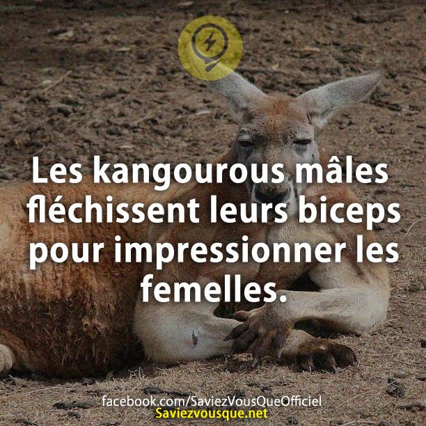 Les kangourous mâles fléchissent leurs biceps pour impressionner les femelles.