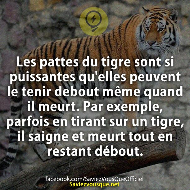 Les pattes du tigre sont si puissantes qu&#039;elles peuvent le tenir debout même quand il meurt. Par exemple, parfois en tirant sur un tigre, il saigne et meurt tout en restant débout.
