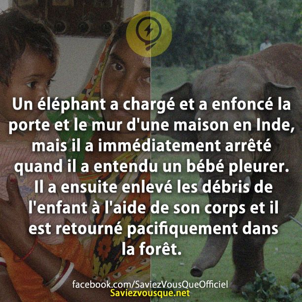Un éléphant a chargé et a enfoncé la porte et le mur d&#039;une maison en Inde, mais il a immédiatement arrêté quand il a entendu un bébé pleurer. Il a ensuite enlevé les débris de l&#039;enfant à l&#039;aide de son corps et il est retourné pacifiquement dans la forêt.