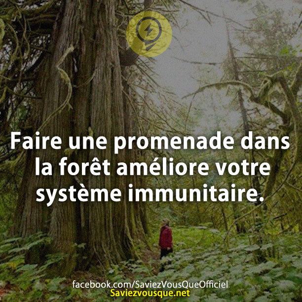 Faire une promenade dans la forêt améliore votre système immunitaire.