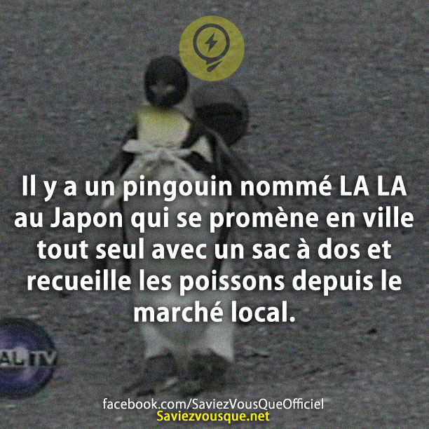 Il y a un pingouin nommé LA LA au Japon qui se promène en ville tout seul avec un sac à dos et recueille les poissons depuis le marché local.