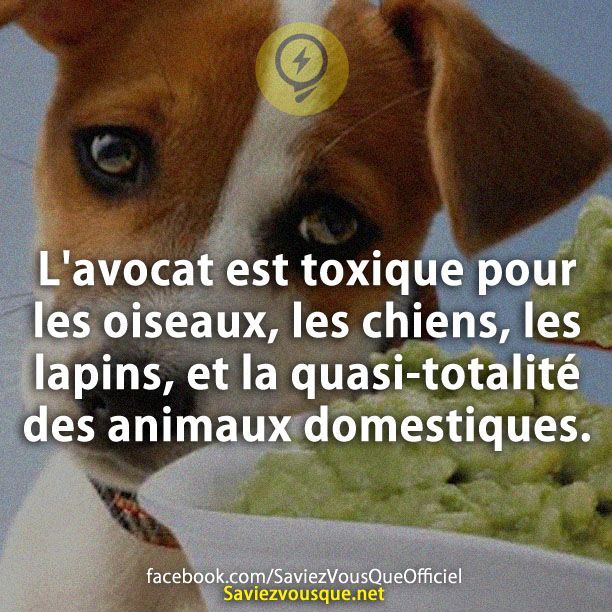 L&#039;avocat est toxique pour les oiseaux, les chiens, les lapins, et la quasi-totalité des animaux domestiques.