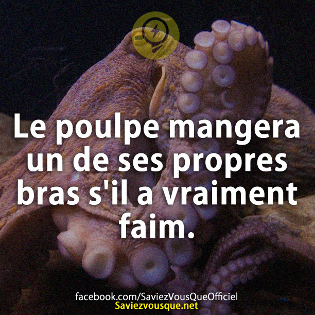 Le poulpe mangera un de ses propres bras s&#039;il a vraiment faim.