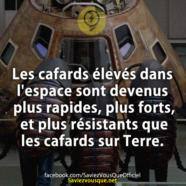 Les cafards élevés dans l&#039;espace sont devenus plus rapides, plus forts, et plus résistants que les cafards sur Terre.