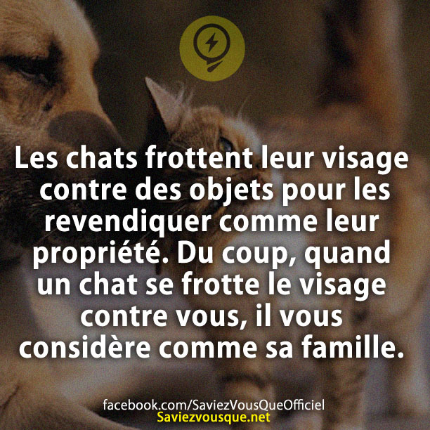 Les chats frottent leur visage contre des objets pour les revendiquer comme leur propriété. Du coup, quand un chat se frotte le visage contre vous, il vous considère comme sa famille.