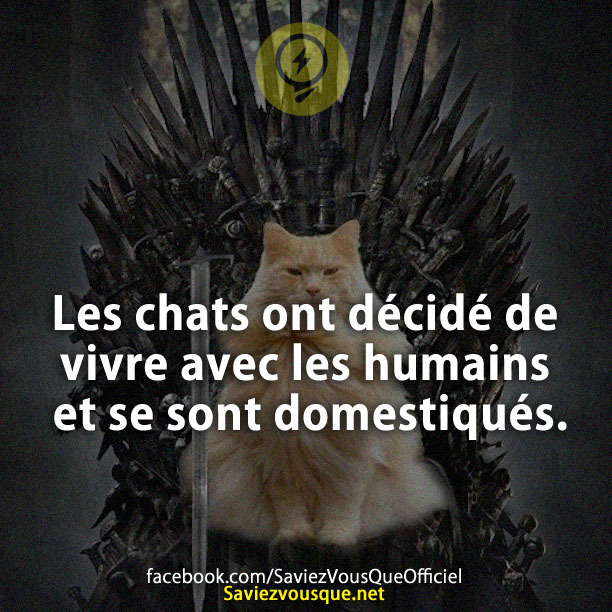 Les chats ont décidé de vivre avec les humains et se sont domestiqués.